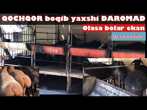 Video: Turkiya tuxumlarini inkubator yordamida qanday tutish kerak: 12 qadam