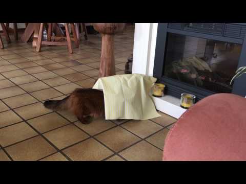 Video: Wat doet een kat op een uitlaat?