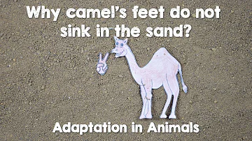 Why Camel's feet do not sink in the sand? | An experiment | Primary School Science