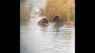 Bears Having Fun At Katmai National Park