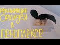 РЕАНИМАЦИЯ ОРХИДЕИ  в ПЕНОПЛЕКСЕ.