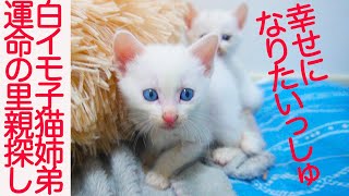 白い保護子猫姉弟、運命の公開里親募集をする The rescued kittens seeking for happiness