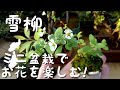 雪柳　ミニ盆栽でお花を楽しむ！