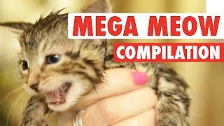 Mega Meows Compilation