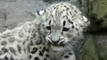 Snow Leopards Jumping and Being Awesome Part 2 - Awesome Animal Video