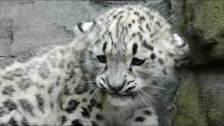 Snow Leopards Jumping And Being Awesome Part 2 - Awesome Animal Video