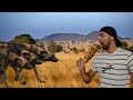 Cachorro selvagem africano/Mabeco/animal é Daora