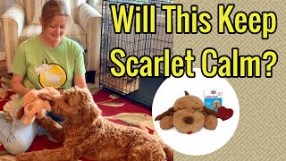 Helping to crate train a goldendoodle with a “Snuggle Puppy”