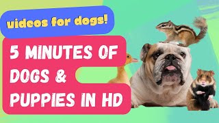 Engaging Doggy Entertainment: 5 minute of relaxing sounds to Ward Off your Dog’s Boredom