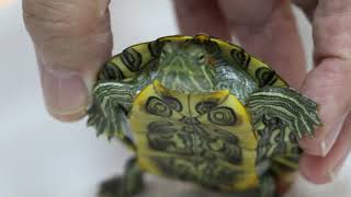 A young redeared slider is gasping and swims lopsided  respiratory infection.  Pt 1/3