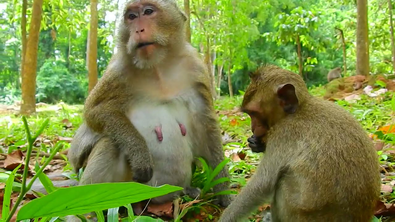 เดซี่และลูกชายของเธอบนสนาม| Daisy and Her son on the field