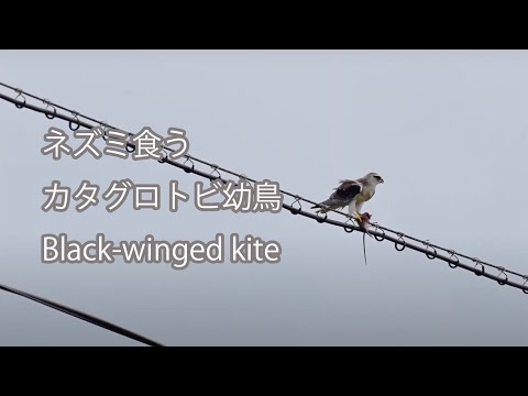 【ネズミ食う】カタグロトビ幼鳥 Black-winged kite
