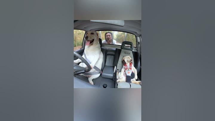 These Dogs Take Their Truck Driver Duties Very Seriously 🐶😂❤️