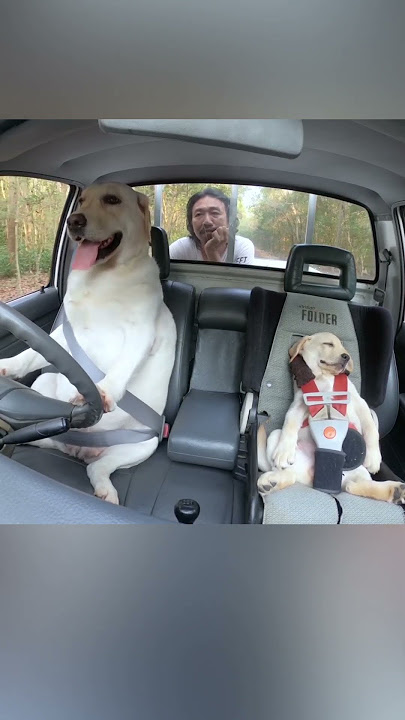 Anjing-anjing Ini Menjalani Tugasnya Sebagai Pengemudi Truk dengan Sangat Serius 🐶😂❤️