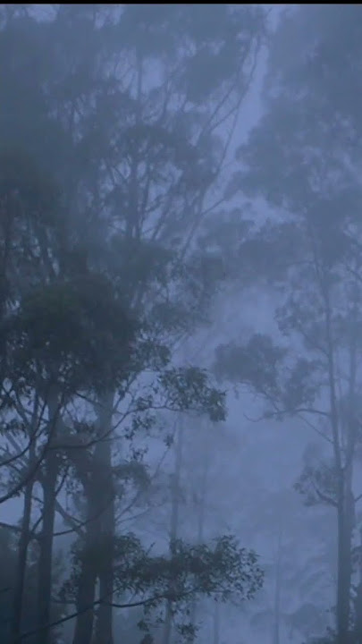 Suara Alam Di Hutan Pegunungan Pagi Hari | Suara Tonggeret #suaraalam #swarakalemrelaxation