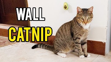 Pirooz vs. The Avocado Catnip 🥑😻