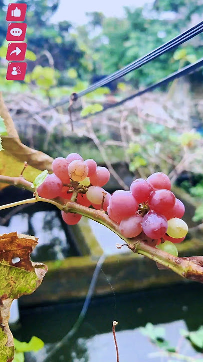 buah ajaib segudang manfaat @Prabuenjoy #kdmsociety