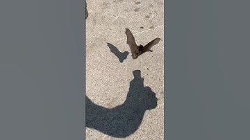 Daytime Flying Bat! -  #bats #wildlife #ontariocanada #nature #coolanimals