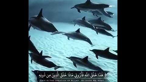 تلاوة صباحية || هذا خلق الله فأروني ماذا خلق الذين من دونه || حالات واتس قرأن || ستوريات قصيرة 💙
