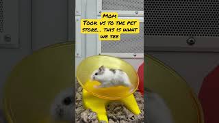 Pet store fun??? short funny pets lol viral cutie dogs love shorts subscribe like