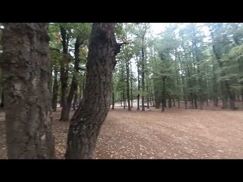 غابة العذر القموعة عكار 2022