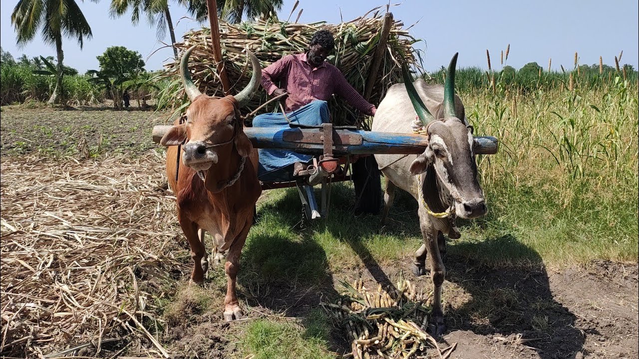 Bullock working style | BullockCart reckala racing with heavy load | cow videos | Bullock cart |Bull