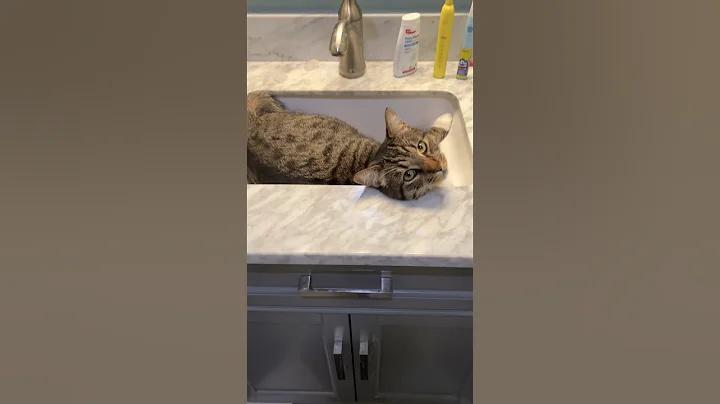 Watch the video about Cat-sized Bathtub 2 #cats #funnycats #shorts