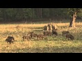 Wild Boars - India