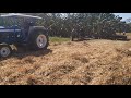 👍 Extracción de Granos de Frijol