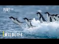 Wild Antarctica Inside The Lives Of Animals At The Edge Of The Frozen World Animal Documentary