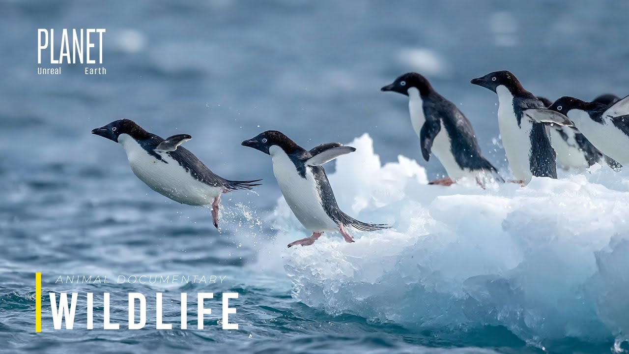Wild Antarctica | Inside the Lives of Animals at the Edge of the Frozen World | Animal Documentary