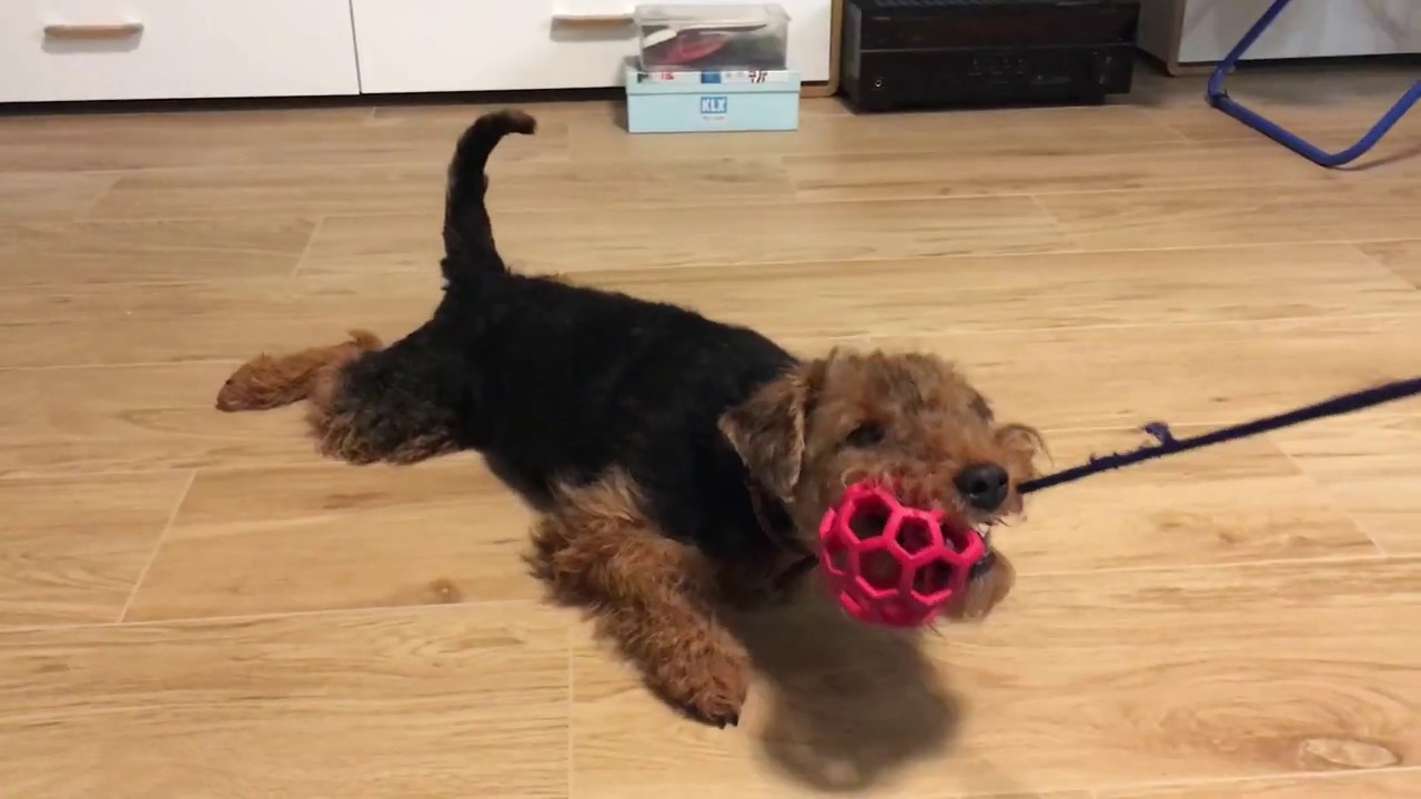 Sara - the Welsh Terrier