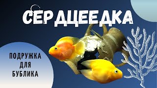 видео: НЕРЕСТ ГИБРИДНЫХ ПОПУГАЕВ. Друзья, нечаянно удалили видео, перезаливаем. Всем спасибо за поддержку!! картинка: НЕРЕСТ ГИБРИДНЫХ ПОПУГАЕВ. Друзья, нечаянно удалили видео, перезаливаем. Всем спасибо за поддержку!!
