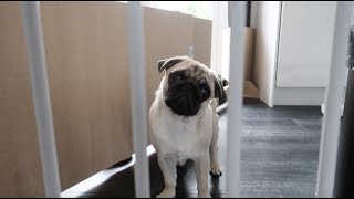 Pug puppy growling and barking!