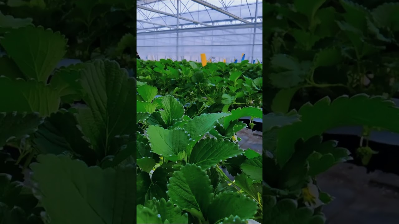 🌱 How to grow vegetables efficiently in a film greenhouse? 🌿