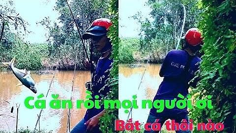 điểm câu cá tra tự nhiên ở Tiền Giang. tâm lê