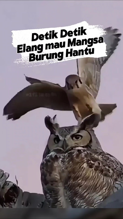 300km/jam Raja Langit, ELANG! Apapun Siap Di Mangsa nya! #elang #eagle #Burung #tercepat #shorts