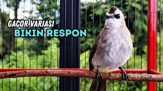 Suara Burung TRUCUKAN gacor ROPEL VARIASI NROTOK NGECUPLIK pancingan trucukan agar JADI trucuk GACOR
