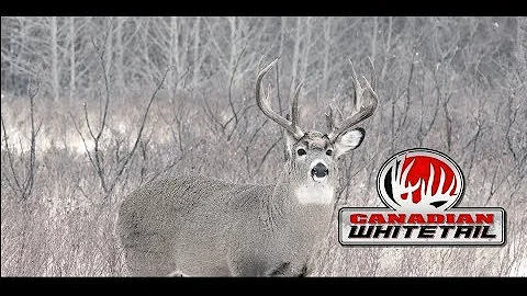 Huge typical and non typical bucks Bowhunt