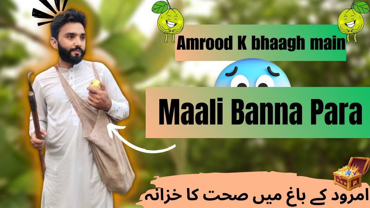 Amrood farming in Pakistan, Guava farming/Amrood k baagh/Guava tree