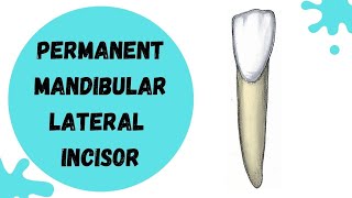 Permanent Mandibular Lateral incisor | Tooth Morphology made easy
