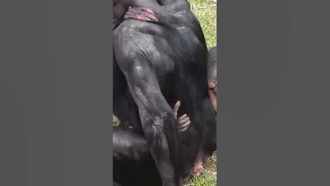 Любовные игры обезьян #ЛАРАзвезДА