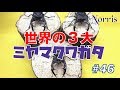 世界の３大ミヤマクワガタ #46