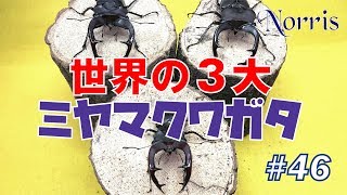 世界の３大ミヤマクワガタ #46