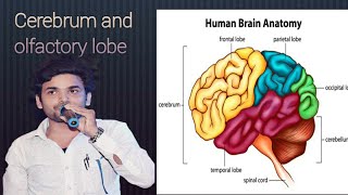 Olfactory lobe and cerebrum