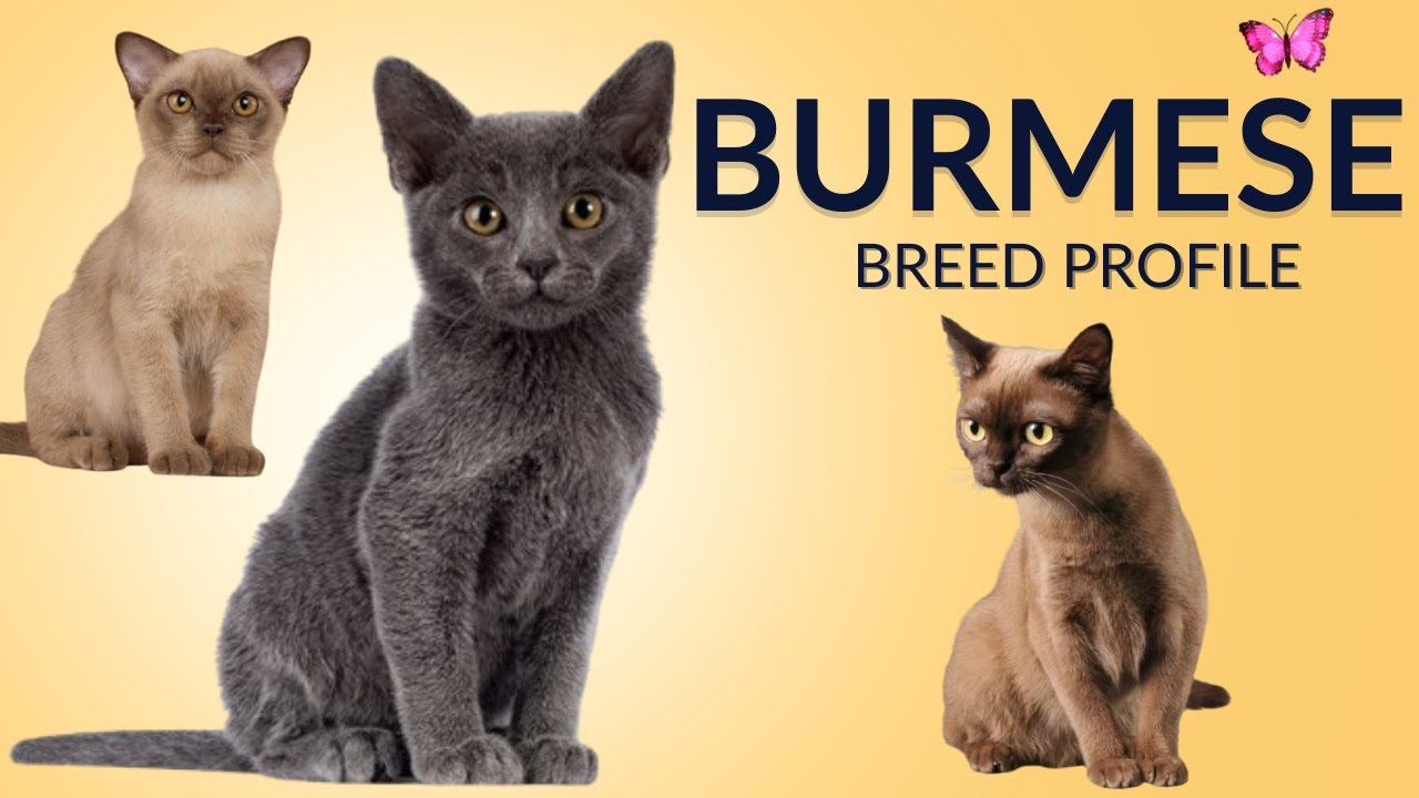 Burmese Cat Breed Profile History - Price - Traits - Grooming Needs - Lifespan