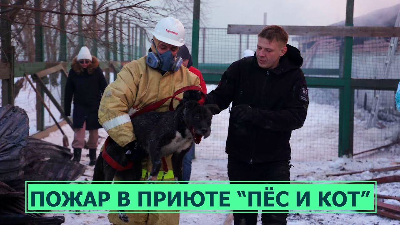 Кот и пес приют