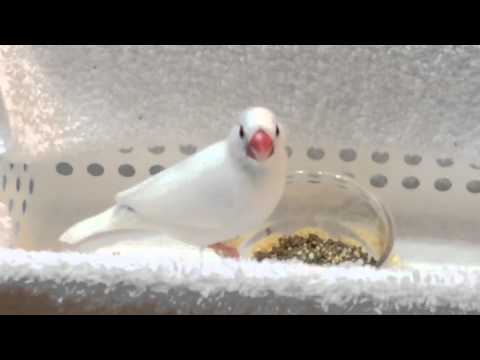 文鳥 ごはんのじかん