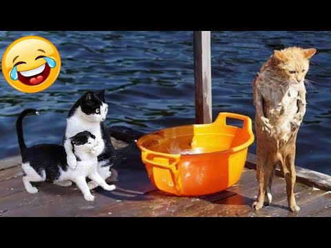 Compilation of the funniest cats and dogs of 2025🐕🐈 Laughing non-stop!😆
