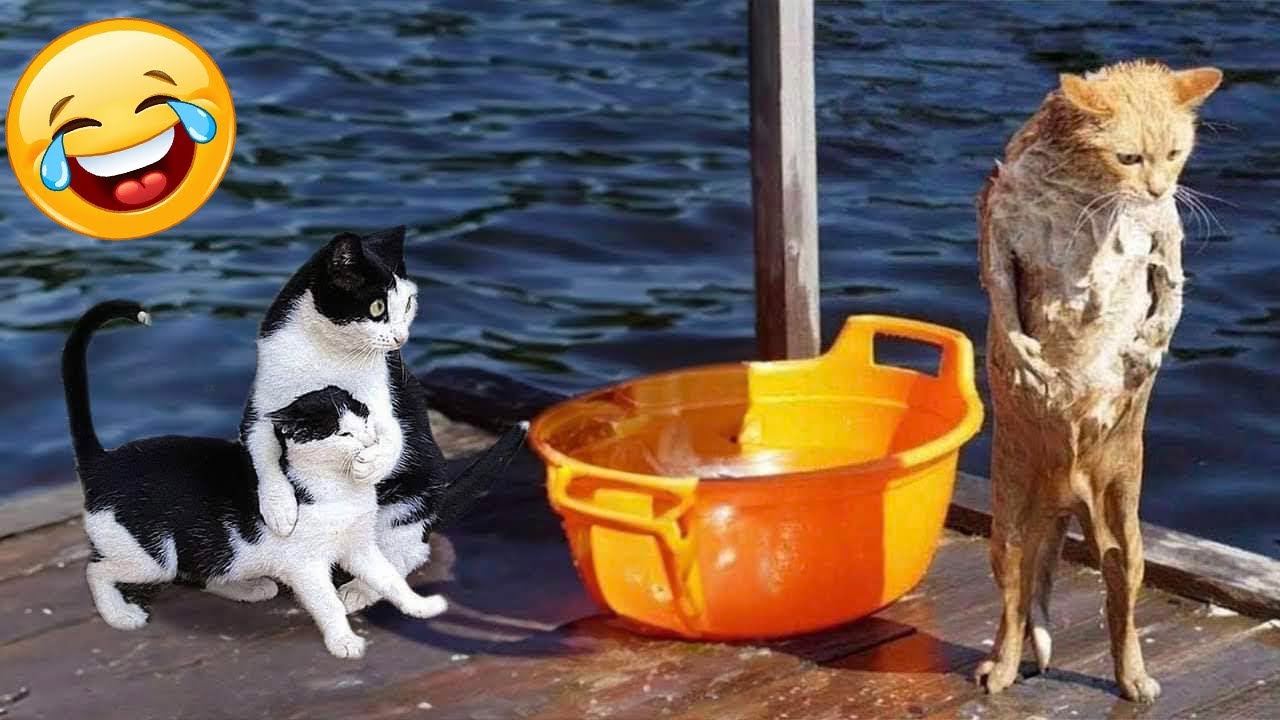 Compilation of the funniest cats and dogs of 2025🐕🐈 Laughing non-stop!😆